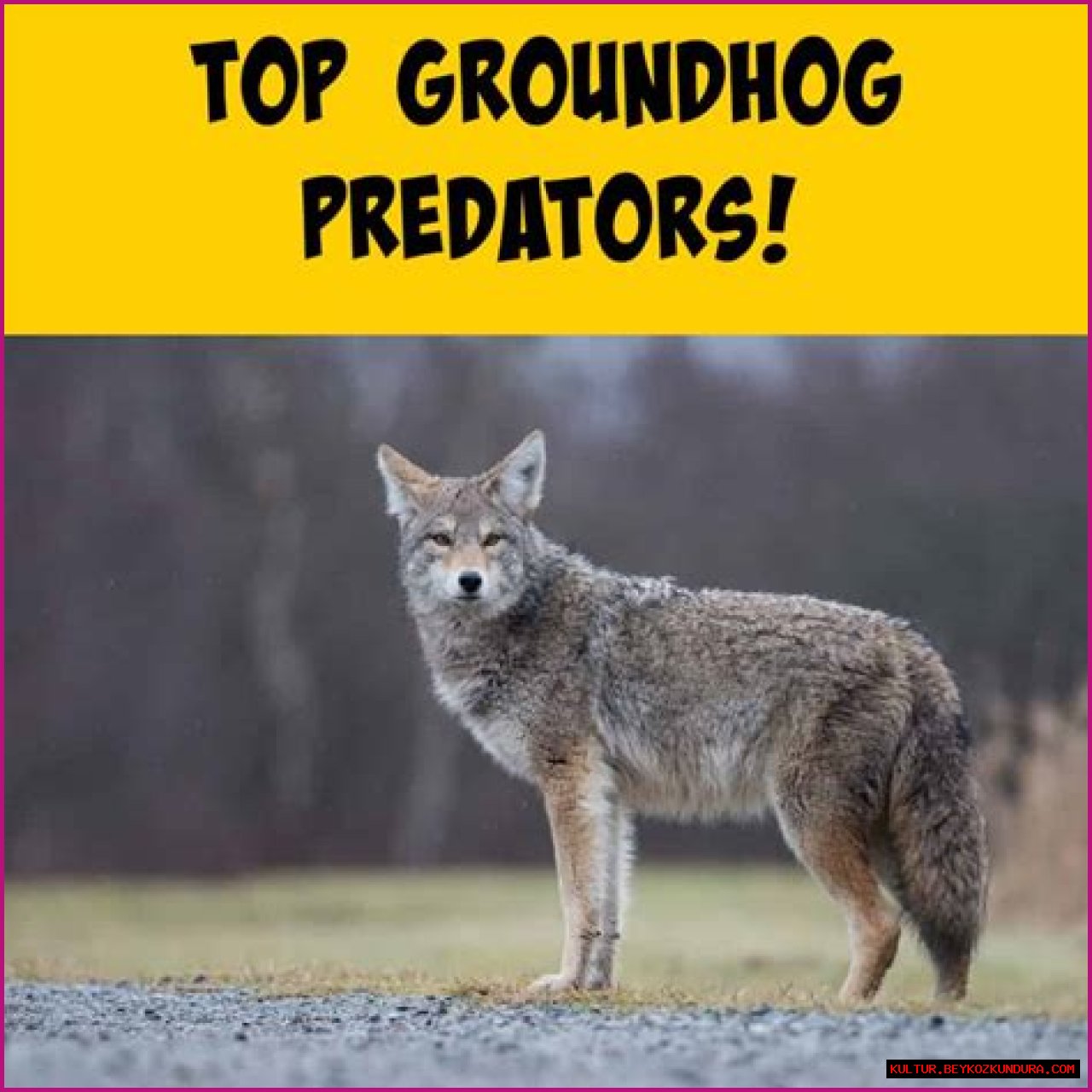 Unveiling The Secrets Of Groundhog Canada: Discoveries And Insights Await